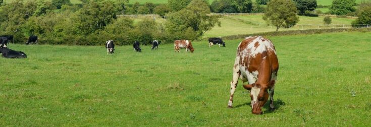Livestock